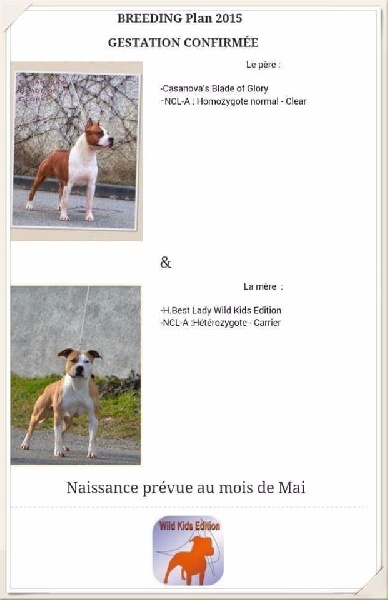 Wild Kids Edition - American Staffordshire Terrier - Portée née le 06/05/2015