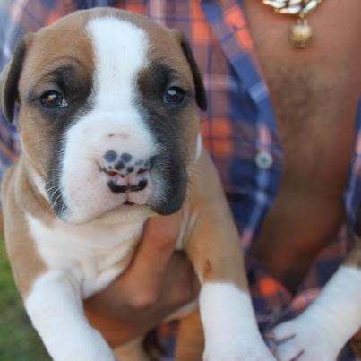 Wild Kids Edition - American Staffordshire Terrier - Portée née le 06/07/2012